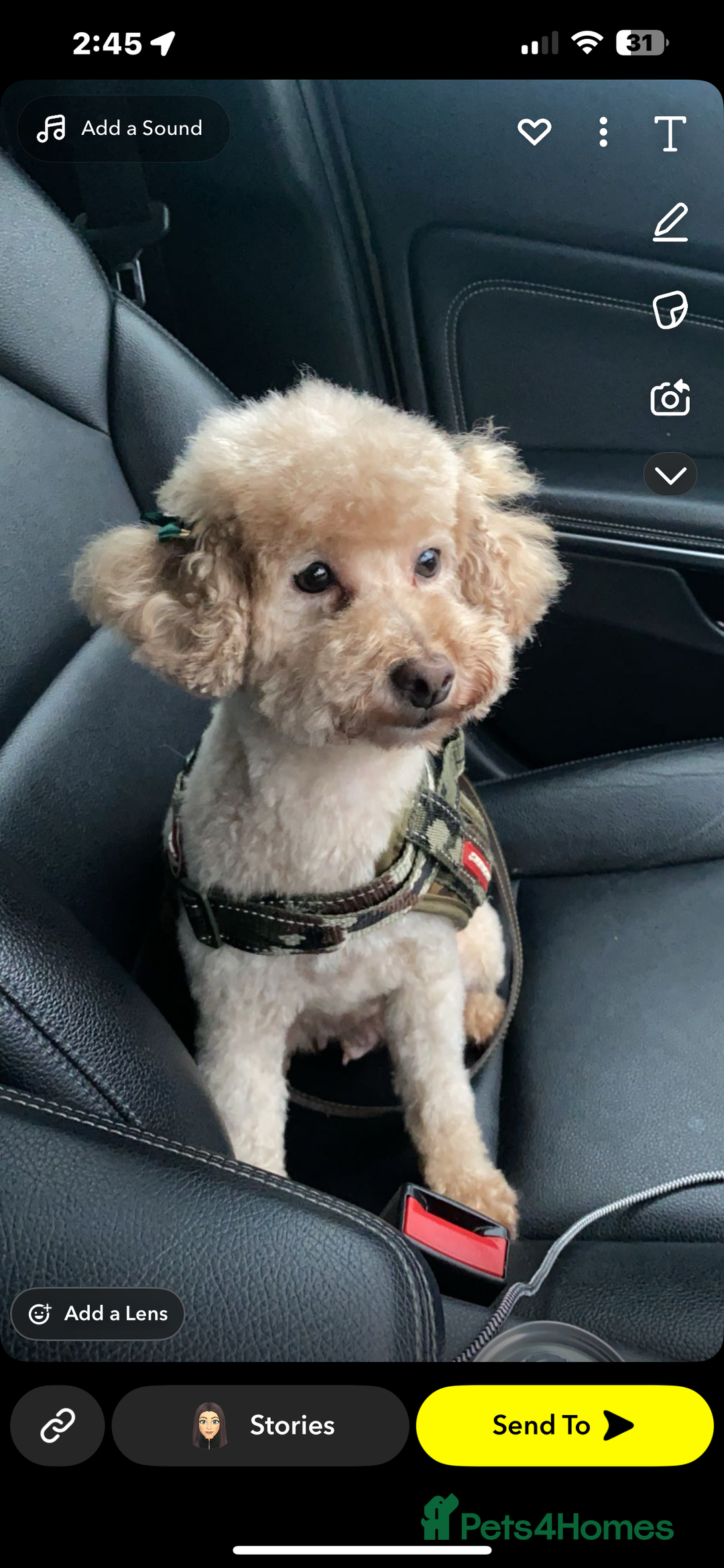 Toy Poodle dogs for sale: Toy poodle puppies.  - Advert 4