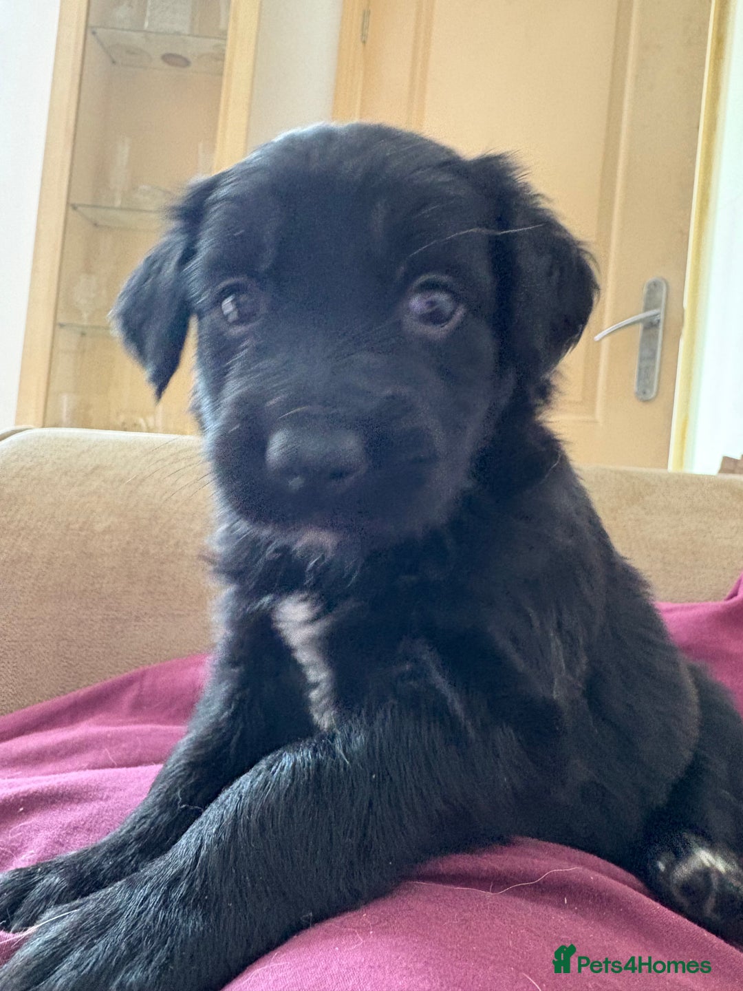 Mixed Breed dogs for sale: 5 Stunning Border Retrievers  - Image 4