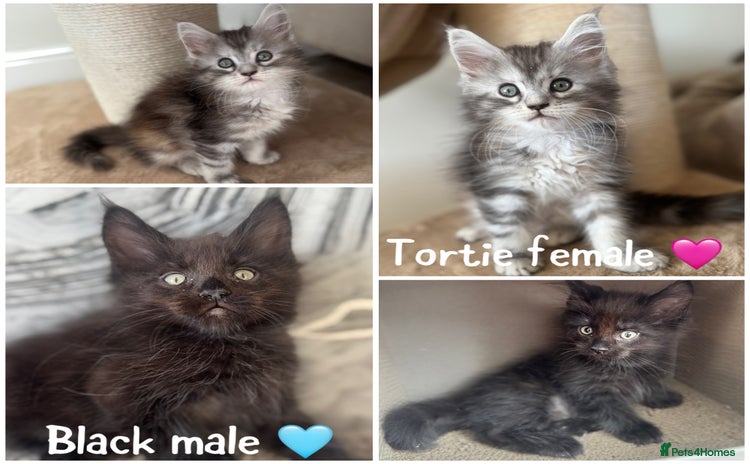 Maine Coon cats - Advert 10