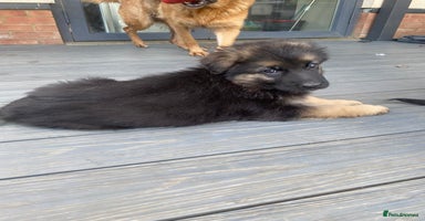 German Shepherd dogs - Advert 1