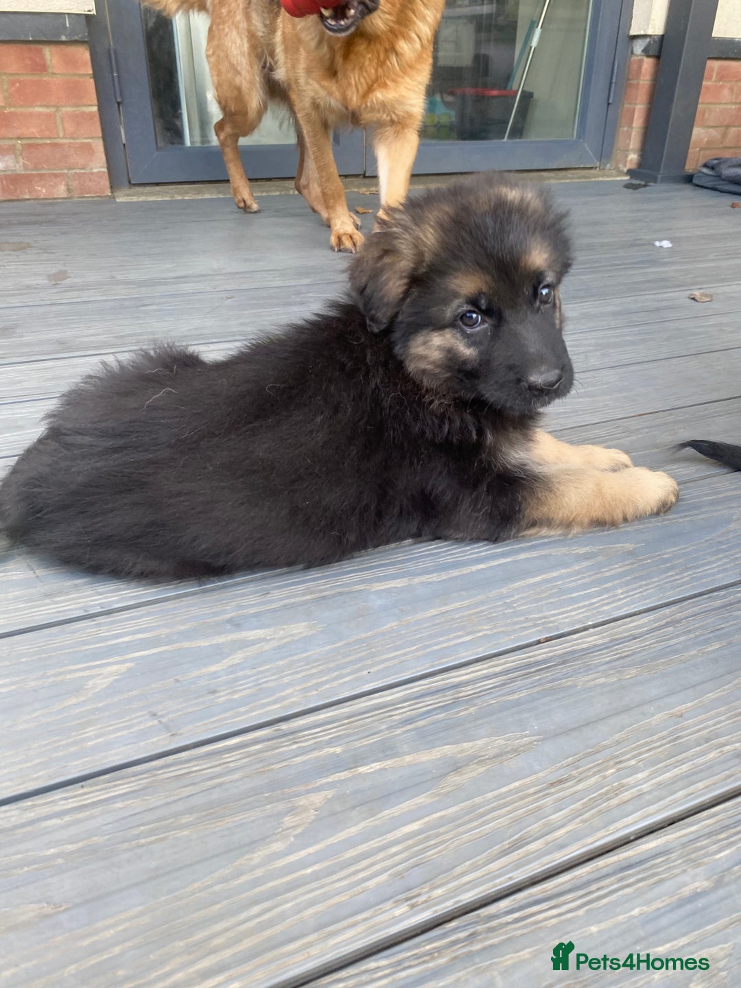 German Shepherd dogs for sale: KC Reg. Amazing Beautiful Girls Awaiting A Home ❤️ - Image 3