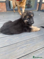 German Shepherd dogs - Advert 1