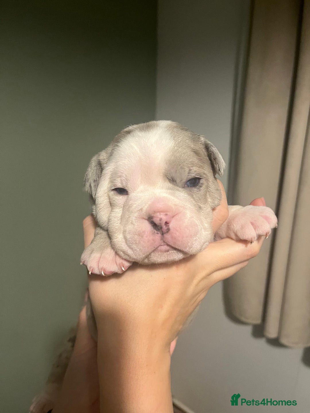 Olde English Bulldogge dogs for sale: Old English bulldog  - Advert 23