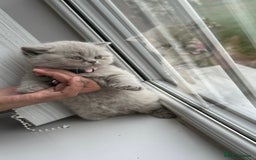 British Shorthair cats for sale: British shorthair kittens - Image 5