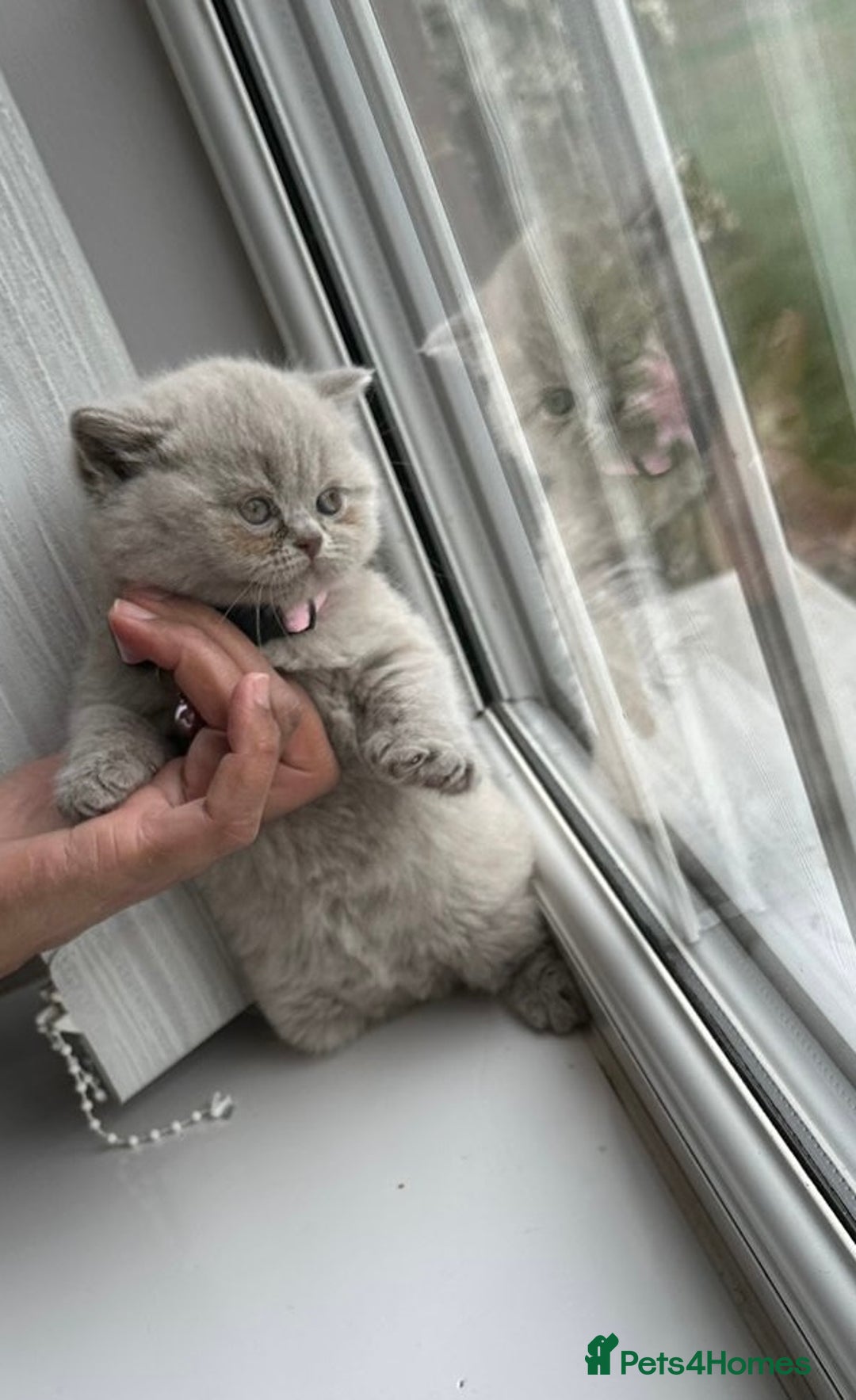 British Shorthair cats for sale: British shorthair kittens - Image 5