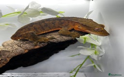 Gecko reptiles for sale: Geckos for sale.  - Image 3