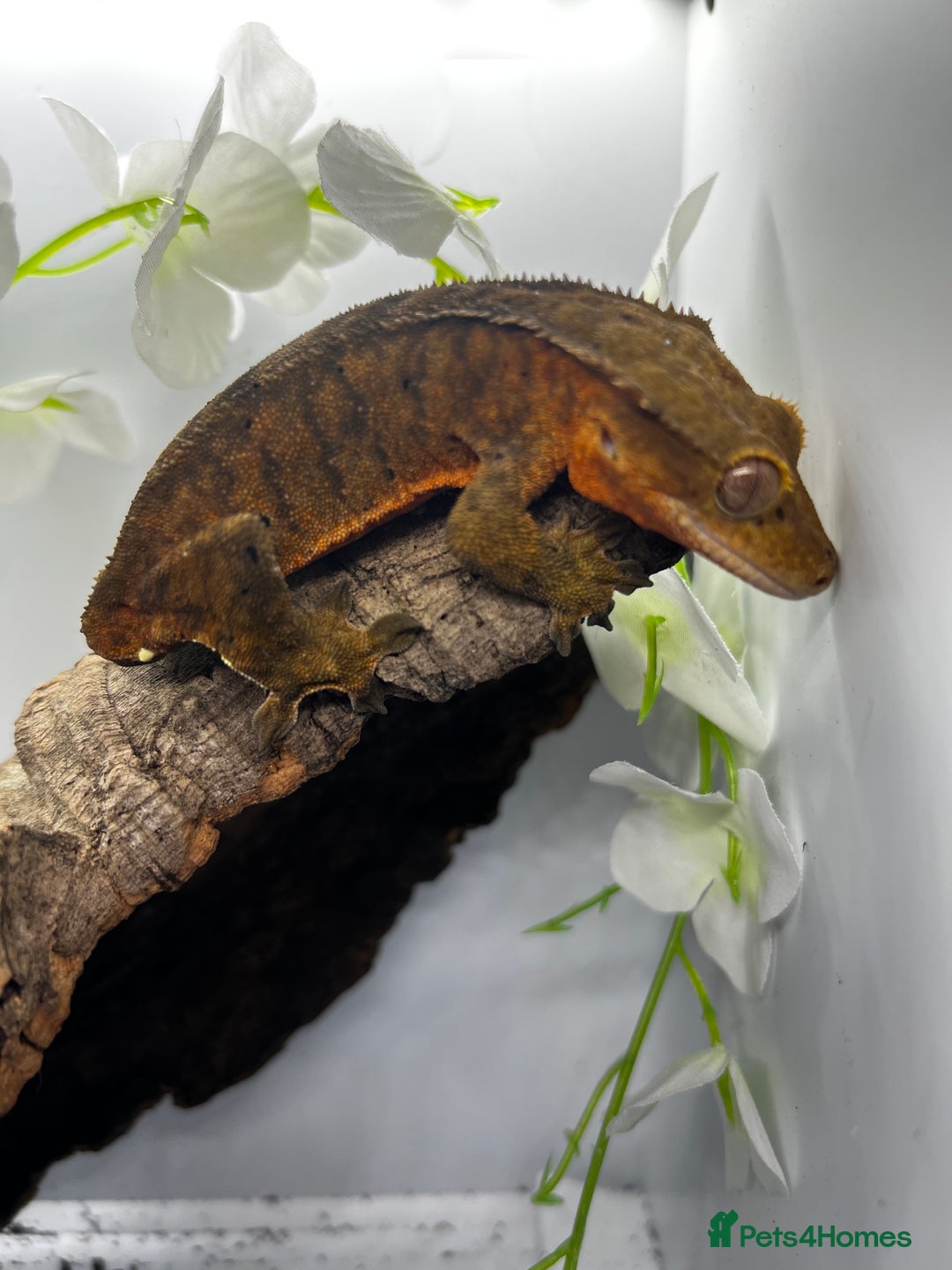Gecko reptiles for sale: Geckos for sale.  - Image 3