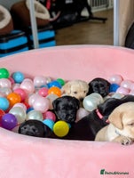 Labrador Retriever dogs - Advert 9