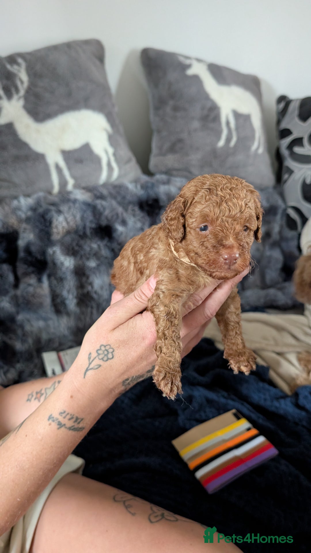 Cavapoo dogs for sale: Beautiful Cavapoo X toy poodle puppies  - Image 21