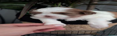 Shih Tzu 4