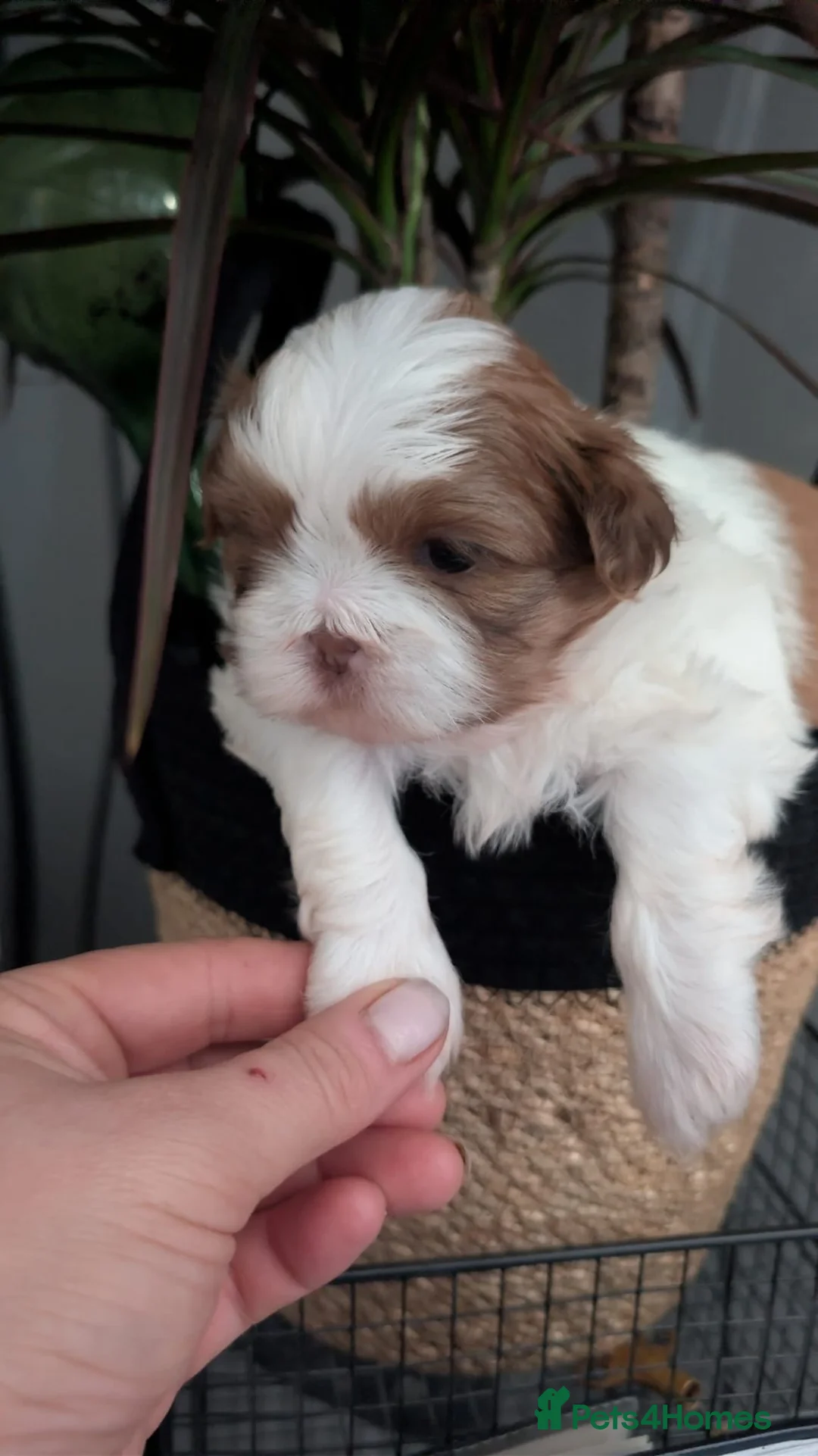 Shih Tzu dogs for sale: Beautiful little cute newborn shih tzu - Advert 2