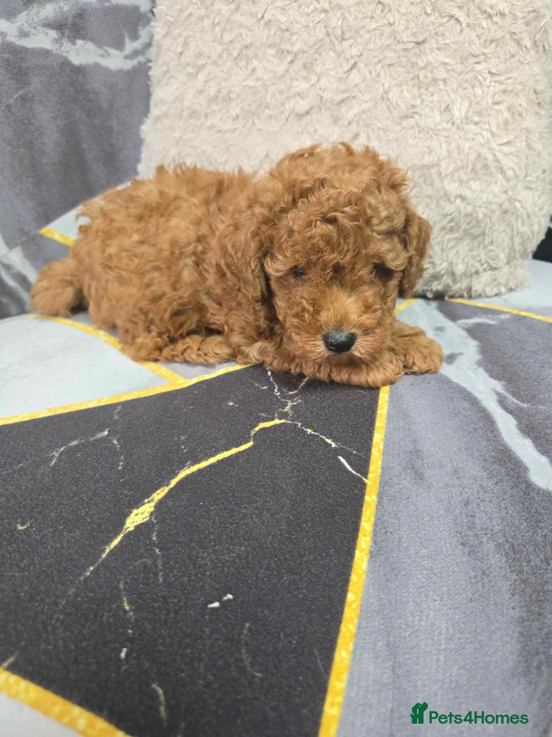 Toy Poodle dogs for sale: 3 Stuninngly cute red toy poodle puppies - Advert 25