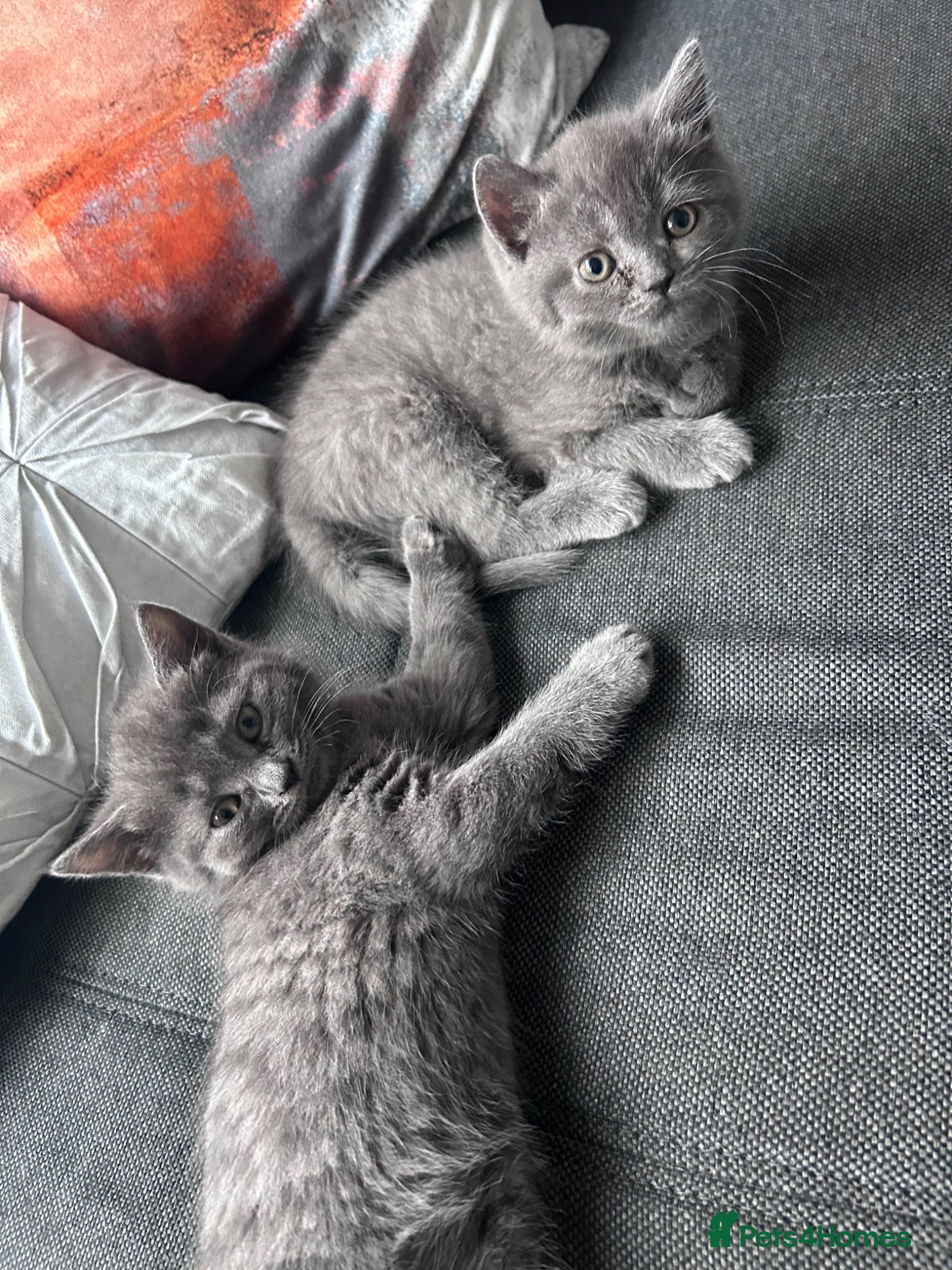 British Shorthair cats for sale: 5 British shorthair kittens  - Advert 2