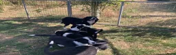Border Collie dogs for sale: Border Collie Puppies  - Advert 3
