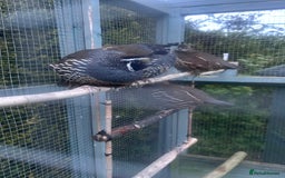 Quail poultry for sale: Californian quail - Image 3