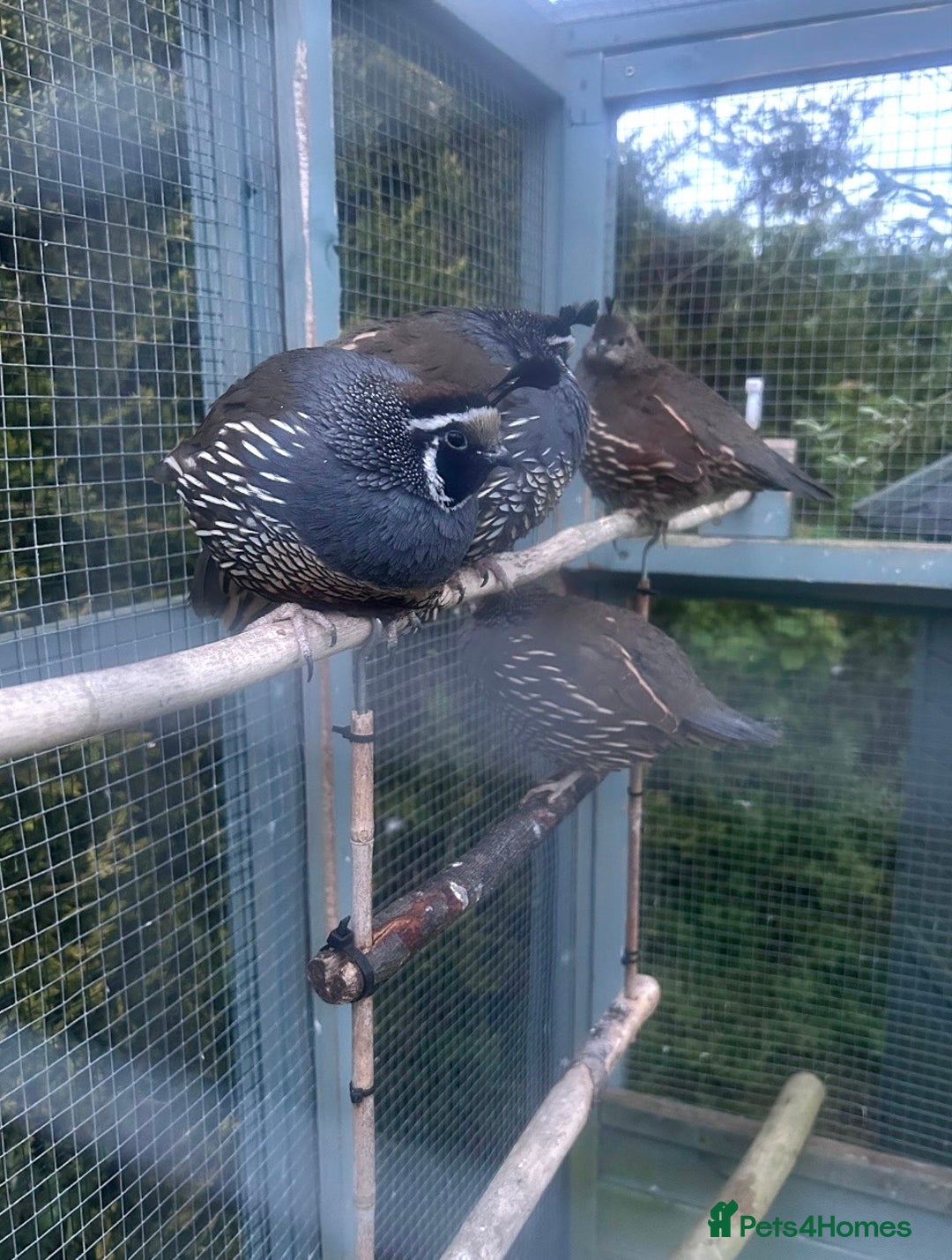 Quail poultry for sale: Californian quail - Image 3