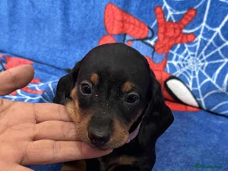 Miniature Dachshund dogs Puppies 🐶 - Advert 10
