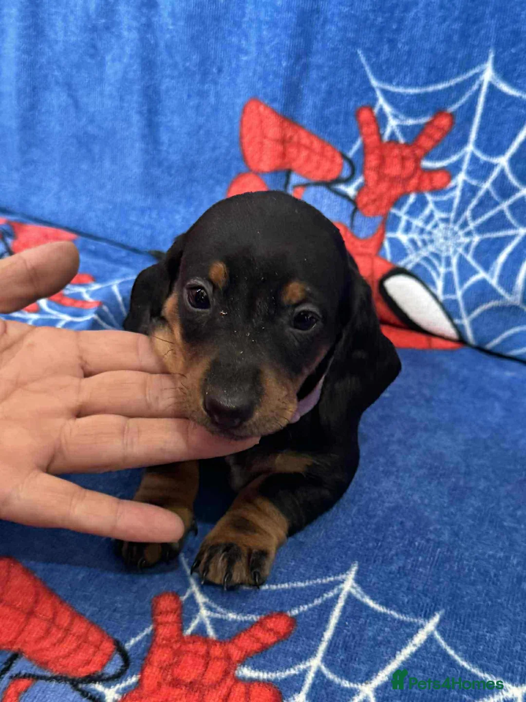 Miniature Dachshund dogs for sale: Puppies 🐶  - Advert 9