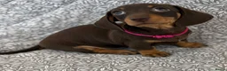 Miniature Dachshund dogs for sale: Kc registered ready to leave  in Basildon - Advert 6