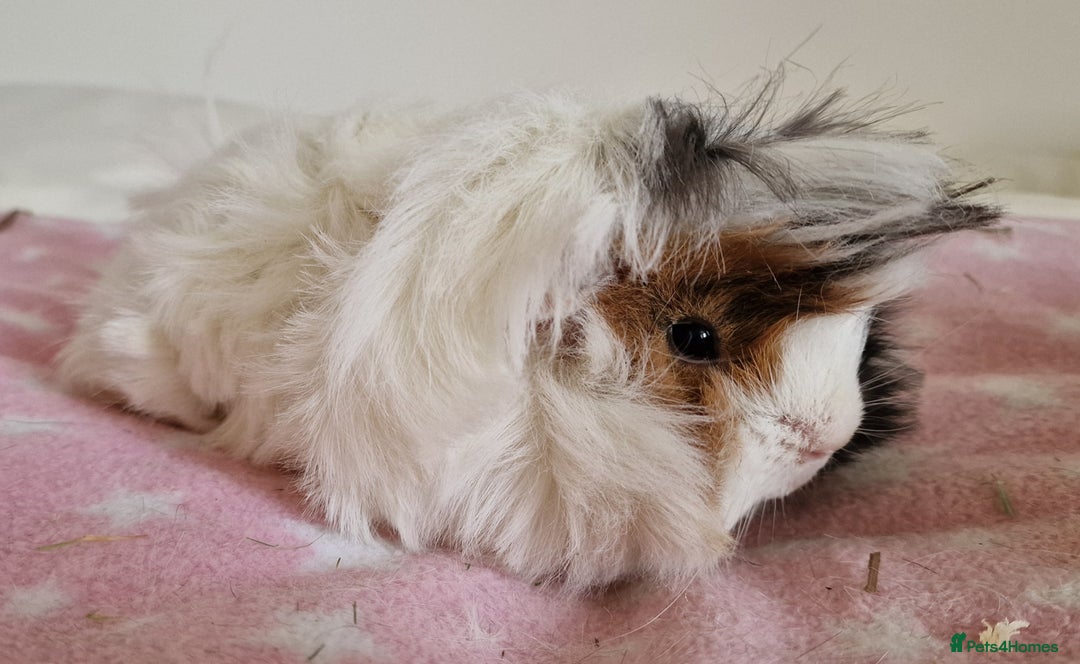 Guinea Pig rodents for sale: Pure Peruvian Sisters - Image 8