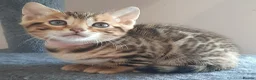 Bengal cats for sale: Absolutely Stunning litter, TICA reg Bengal Cubs  in Bexleyheath - Advert 3