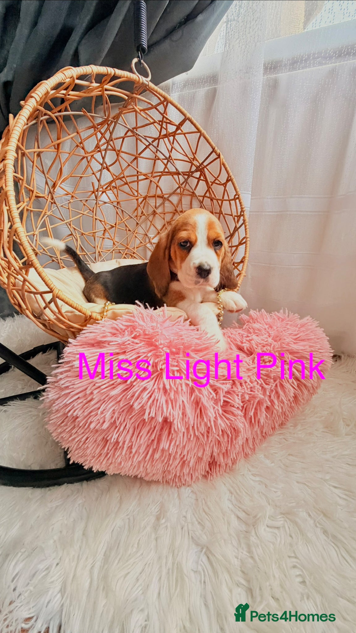 Beagle dogs 💞BEAUTIFUL BEAGLE PUPPIES 💞 - Advert 1