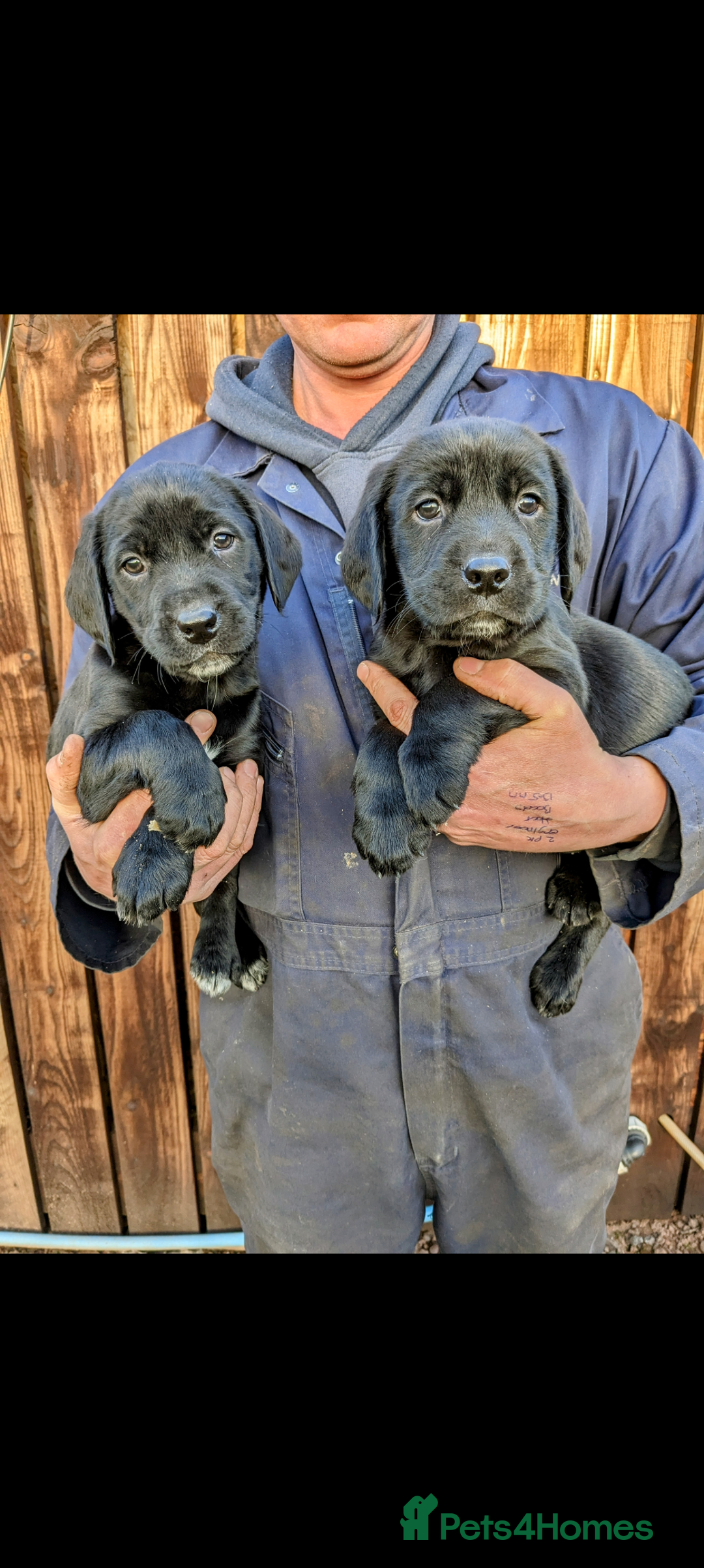 Springador dogs for sale: Stunning springador puppies  - Image 1