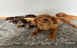 Cocker Spaniel dogs for sale: STUNNING COCKER SPANIEL PUPPIES  - Image 1