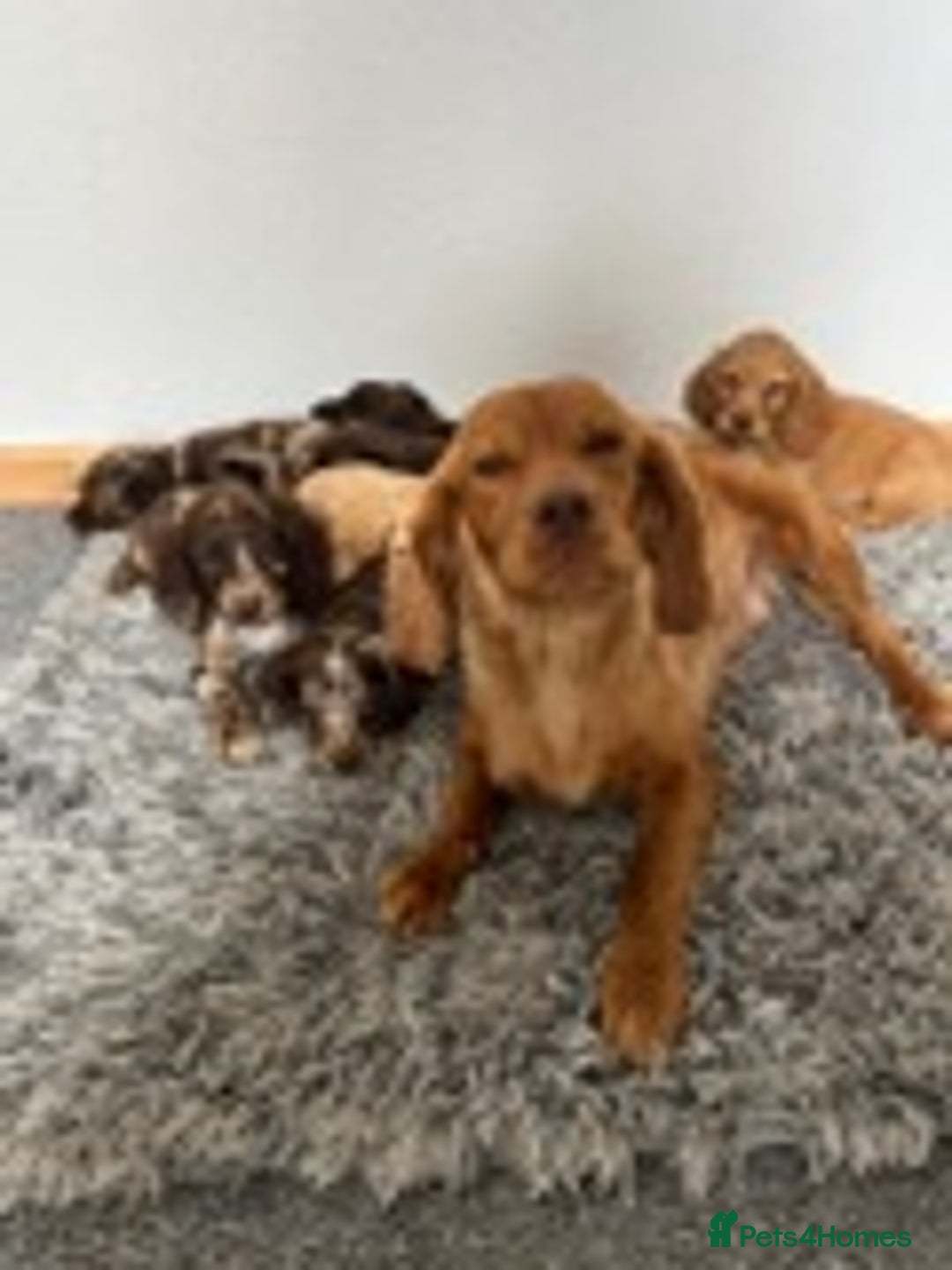 Cocker Spaniel dogs for sale: STUNNING COCKER SPANIEL PUPPIES  - Image 1