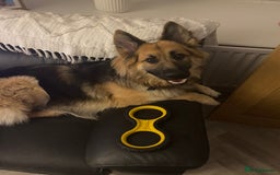 German Shepherd dogs for sale: Good home required  - Image 3