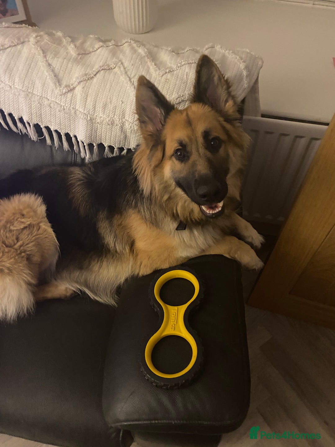German Shepherd dogs for sale: Good home required  - Image 3