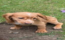 Cocker Spaniel dogs for sale: Cocker Spaniel puppies for sale - Image 11