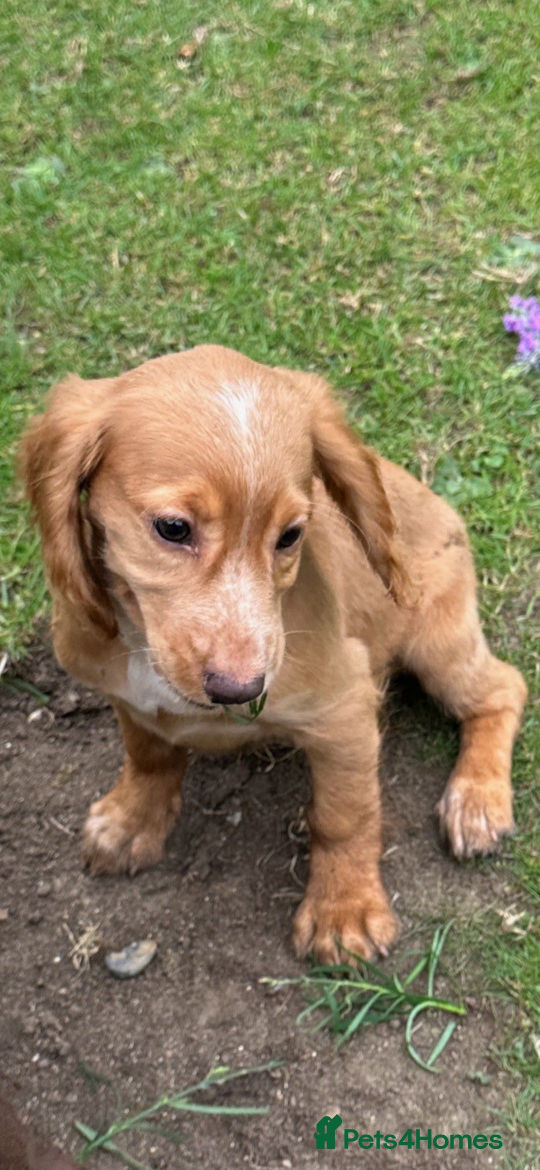 Cocker Spaniel dogs for sale: Cocker Spaniel puppies for sale - Image 11