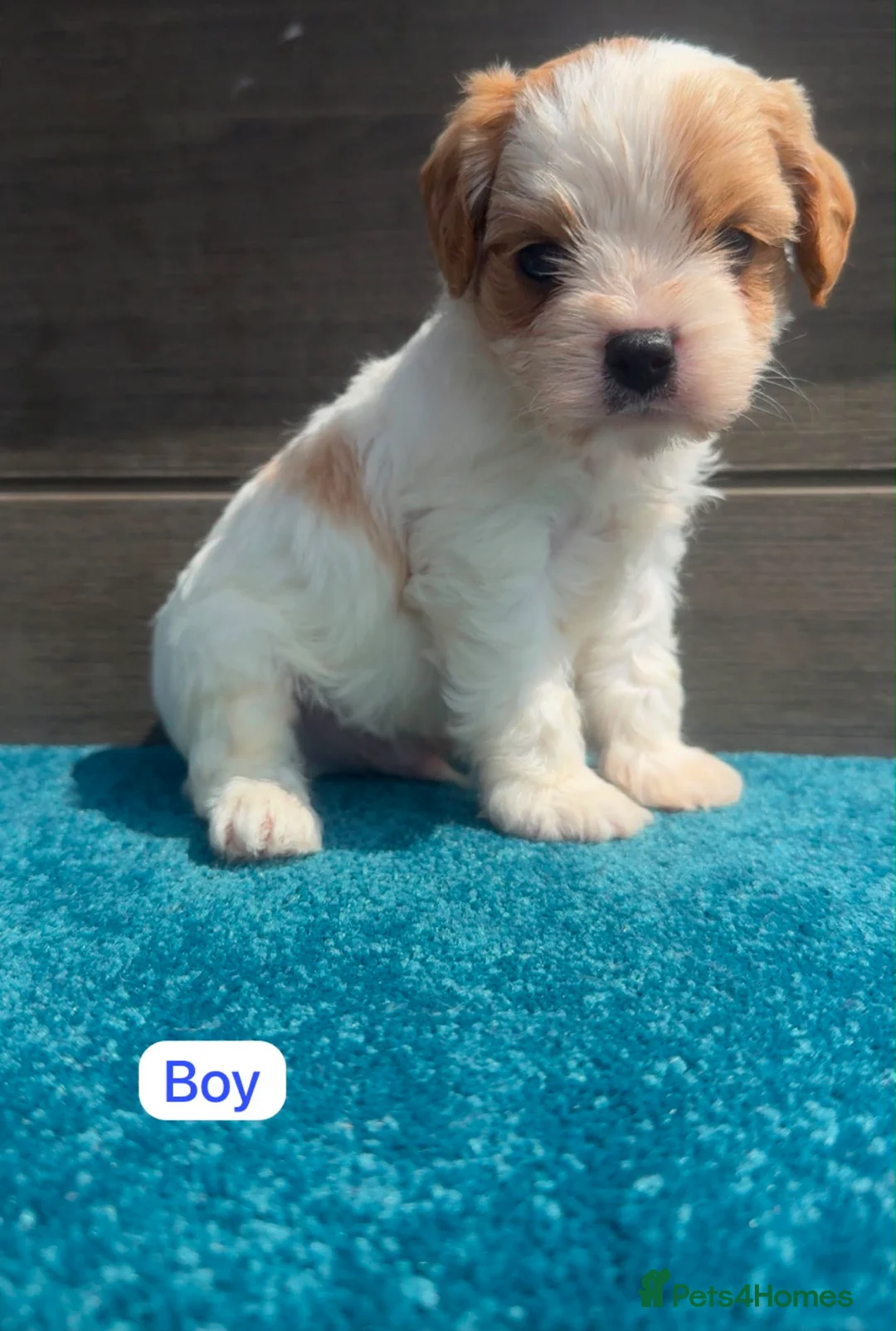 Cavachon dogs for sale: Cavalier King Charles Puppys - Advert 6
