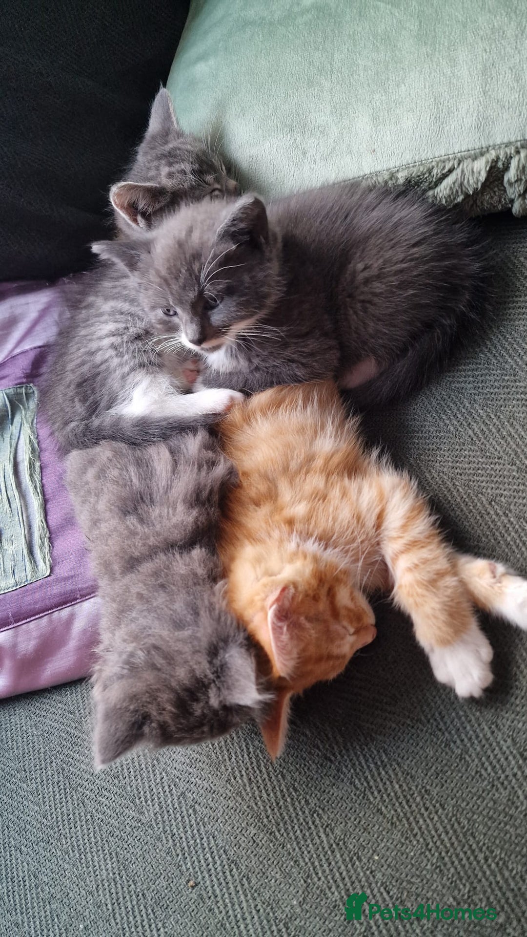 Mixed Breed cats for sale:  Kittens for Sale  - Advert 9