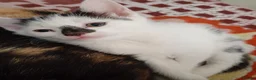 Mixed Breed cats for sale: beautiful kittens  - Advert 3