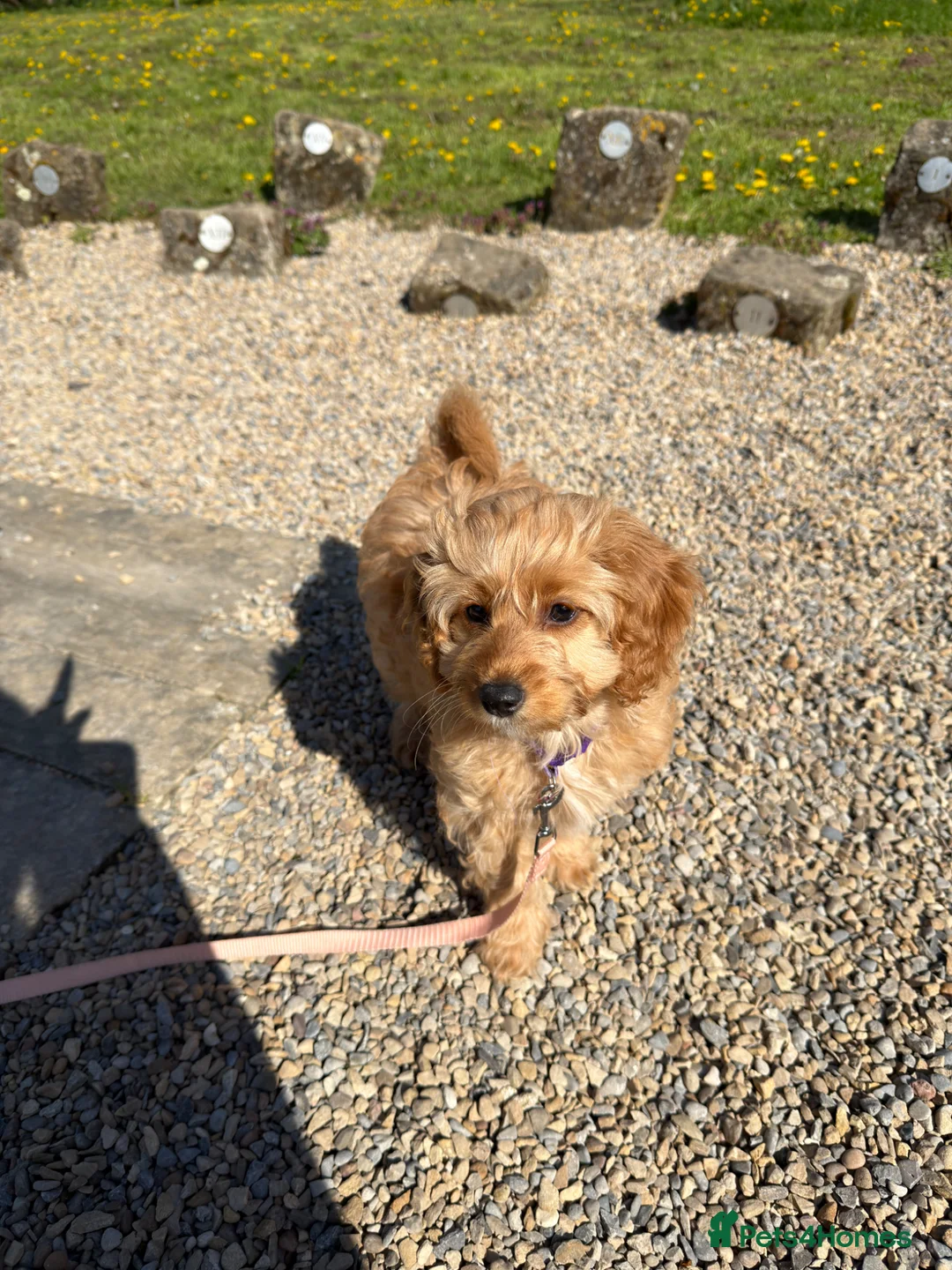 Cavapoochon dogs for sale: 1 GIRL LEFT! Cavapoochon Puppies - Hypoallergenic - Advert 2