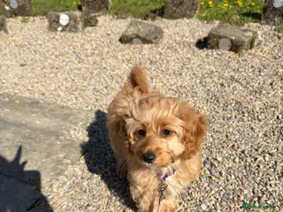 Cavapoochon dogs 1 GIRL LEFT! Cavapoochon Puppies - Hypoallergenic - Advert 13