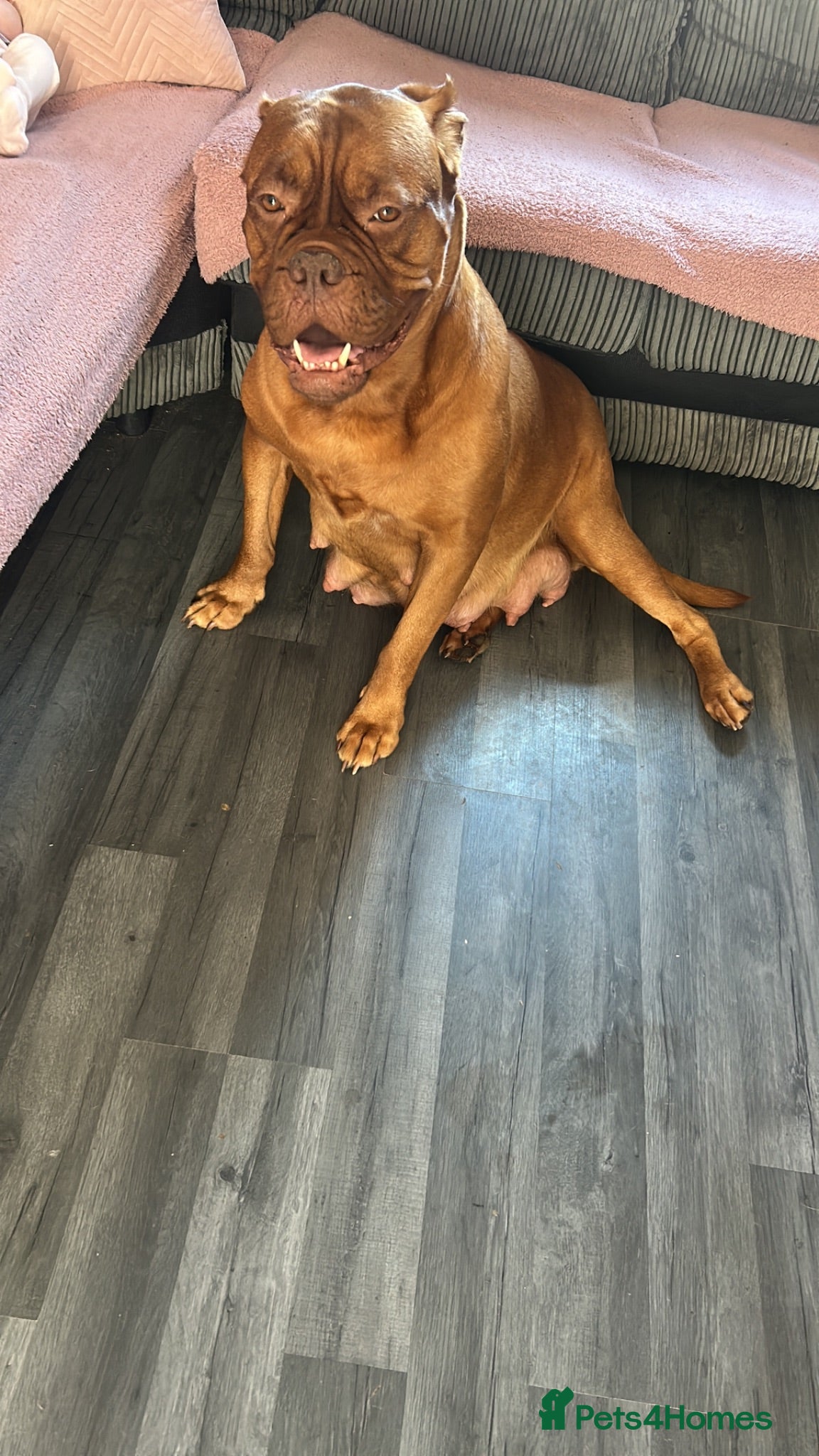 Dogue De Bordeaux dogs Dogue De Bordeaux Puppies - Advert 2