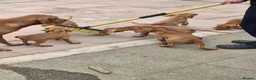 Hungarian Vizsla dogs for sale: Beautiful Hungarian Vizsla Puppies - Advert 3