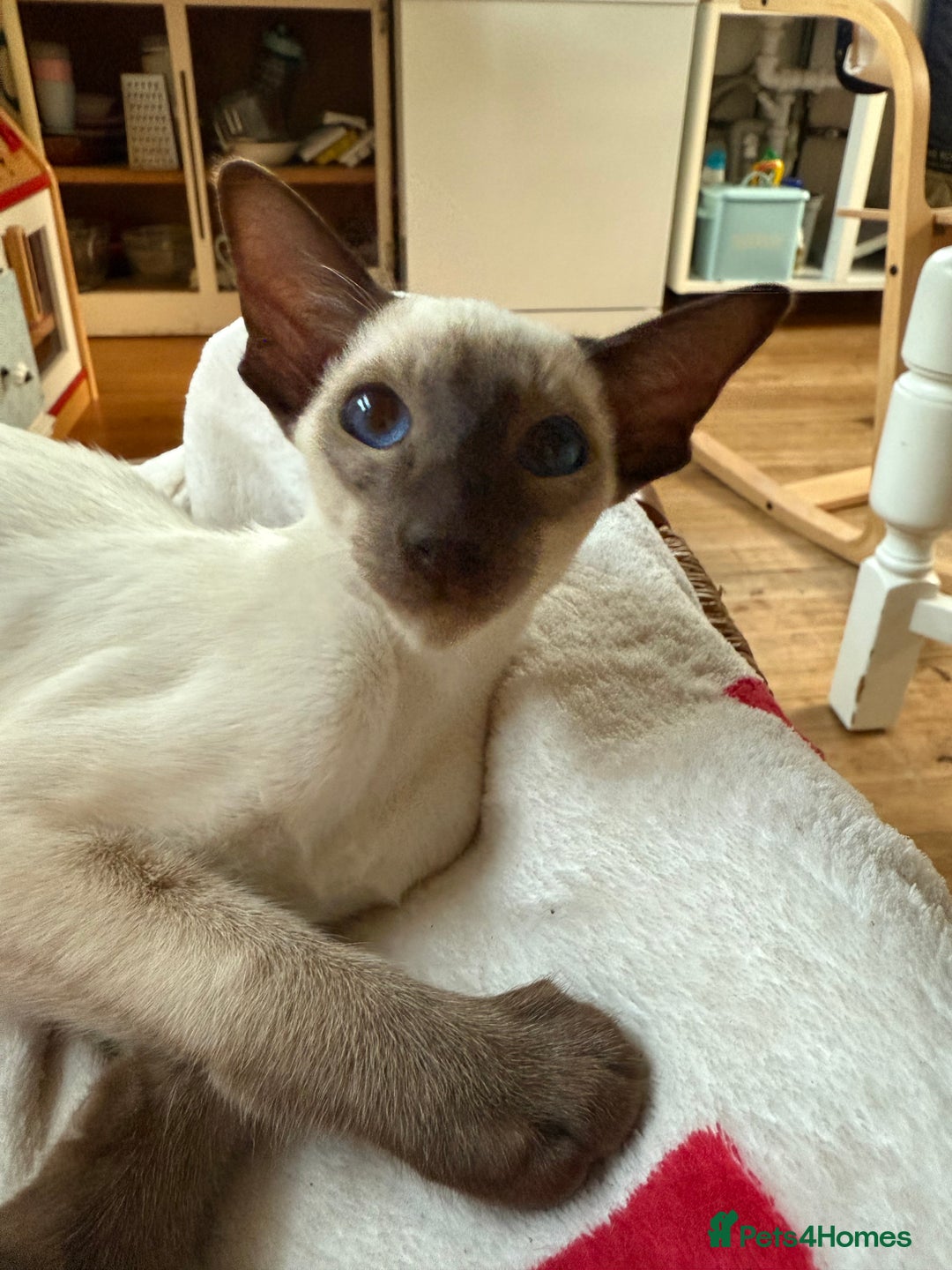 Siamese cats for sale: Female Siamese  - Image 4