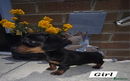Miniature Dachshund dogs for sale: Kc registered quality mini dachshund puppies - Image 31