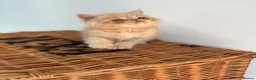 Exotic cats for sale: Stunning exotic kittens high quality m - Advert 35