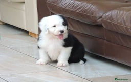 Old English Sheepdog dogs for sale: Quality Homes Only!!!Old English Sheepdog Pups. - Image 6