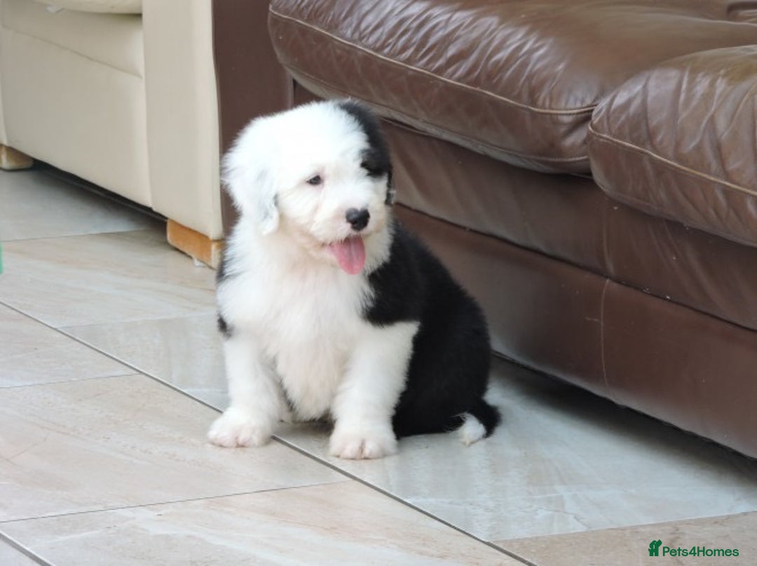 Old English Sheepdog dogs for sale: Quality Homes Only!!!Old English Sheepdog Pups. - Image 6