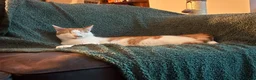 Domestic Shorthair cats for sale: Freddie in Ellesmere Port - Advert 3
