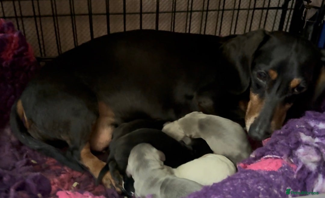 Miniature Dachshund dogs for sale: Beutiful mini dachshund pups  - Advert 2