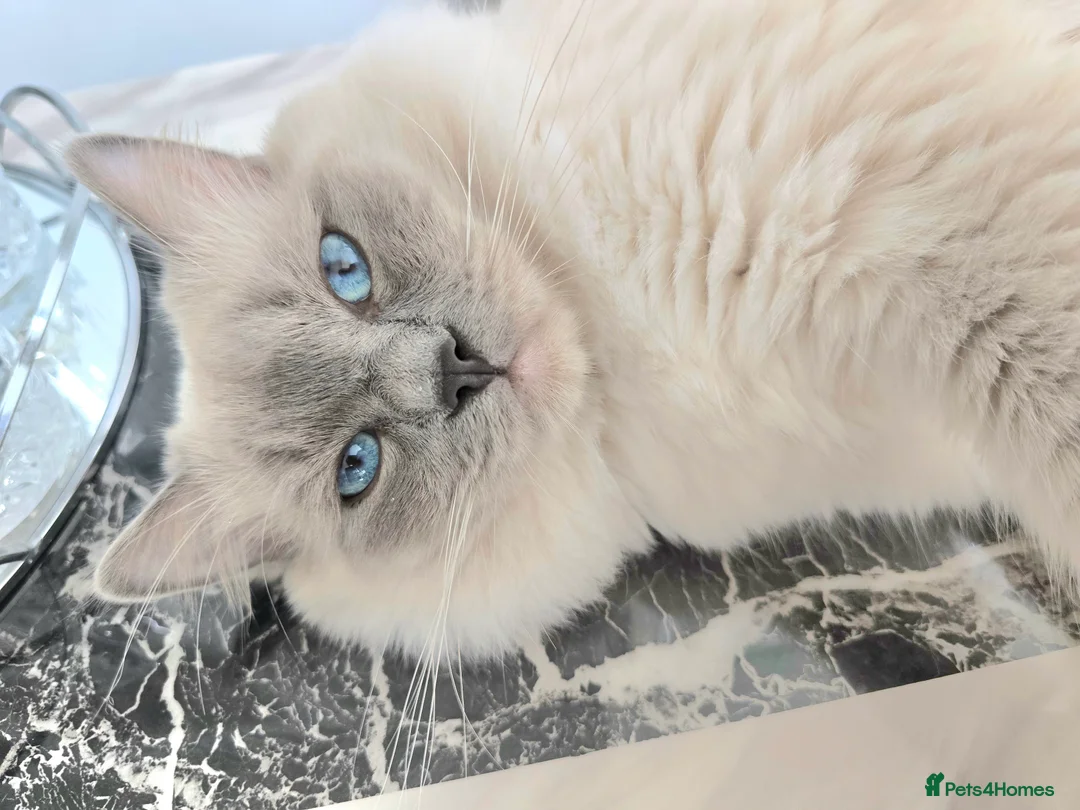 Ragdoll cats for stud: Blue Point Champion Line GCCF Registered Stud in Maidstone - Advert 5