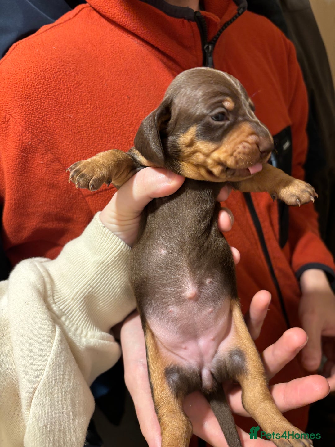 Dachshund dogs for sale: Gorgeous brown and tan dachshund puppies   - Advert 13