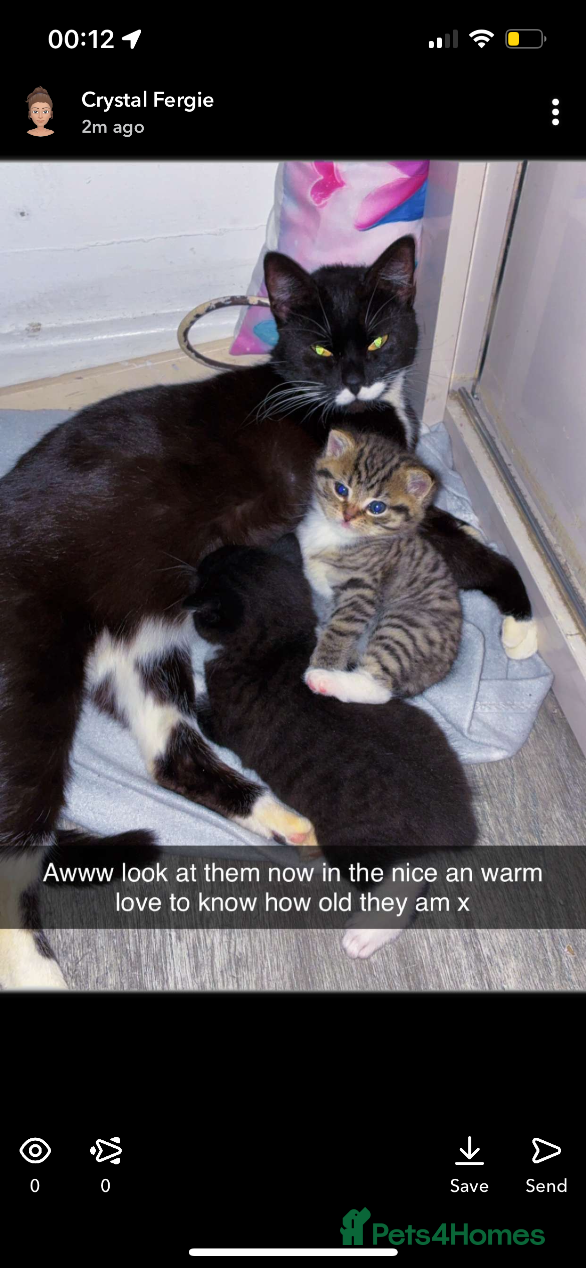 Mixed Breed cats 2 beautiful female kitten for sale  - Advert 1